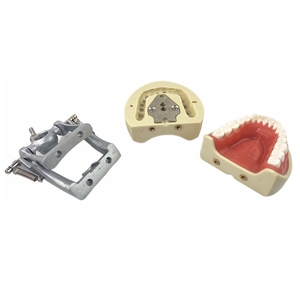 Modelo de Diente Permanente Estándar Dental de Resina TM-A10 - Product Image 5