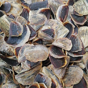 OPERCULUM MUREX CUISINÉ À LA MAIN/PARFAIT POUR L'ARTISANAT ET LES DESIGNS/FABRIQUÉ AU VIETNAM - Product Image 6