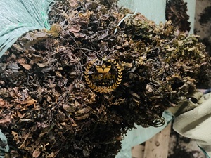 Wholesale Dried Sargassum Seaweed Sargassum Seaweed Premium Sargassum Seaweed For Export In Bulk - Product Image 5