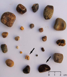 Extracto de animales de cálculos biliares de buey natural para medicina tradicional y uso en investigación - Product Image 3