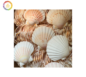 Conchas festoneadas para productos hechos a mano, ideales para manualidades decorativas, proyectos de arte para el hogar y decoraciones creativas de conchas - Product Image 4