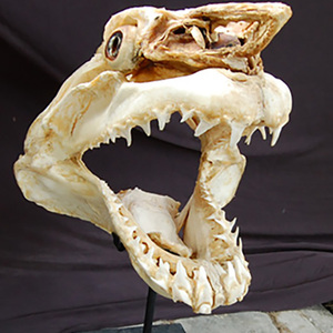 Art de la sculpture sur os de requin maco, art naturel, style animal, bijoux en coquillage avec motif de poisson - Product Image 2