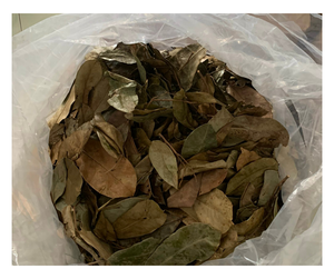 Vietnam Feuille de corossol séchée de qualité supérieure Meilleur prix Graviola Feuille de corossol séchée de qualité supérieure pour le thé Vendeur à forte demande prêt pour l'exportation - Product Image 1