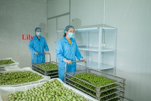 Dracontomelón (Fruta de Cocodrilo) Congelado a Granel, Orgánico, de Alta Calidad, IQF, de Vietnam - Product Image 5