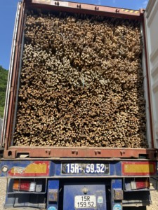 Venta de cañas de bambú natural a precios al por mayor, sostenibles y duraderas - Product Image 4