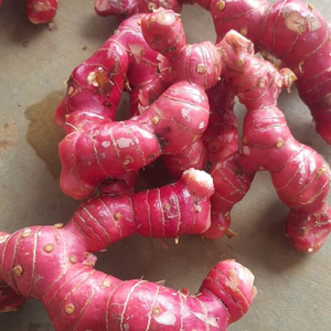 ข่าแช่แข็ง/Alpinia officinarum - Product Image 6