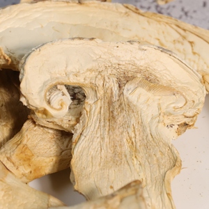 Hongos <span class=keywords><strong>Boletus</strong></span> Secos a Granel, Hongos Porcini Cortados en Trozos, <span class=keywords><strong>Precio</strong></span> al por Mayor, Proveedor de Grado Alimenticio para Importadores - Product Image 1