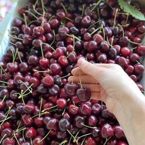 <b>Fresh</b> Red Cherries | Firm Texture & High Brix (18\%+) |<b>Fresh</b> Harvest Export High Supply UK - Product Image 5
