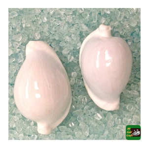 Conchas de Cauri Blancas Naturales al por Mayor, 6-8 cm, Pulimentadas para Manualidades Náuticas Antiguas - Product Image 6