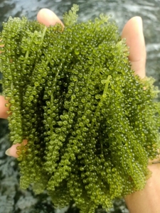 Uvas de mar Lato, uvas de mar secas, onibudou de Vietnam para la exportación, Akina - Product Image 4