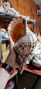 Vente en gros de trompette de tritons géants coquille de mer polie Charonia Tritonis du Vietnam pour la décoration intérieure nautique et l'artisanat des coquillages - Product Image 5