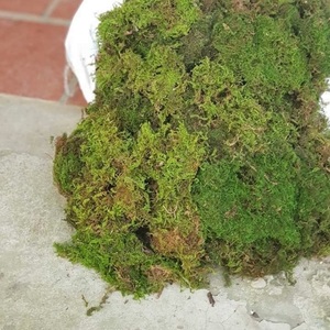 2023มอสป่า sphagnum มอสแห้งบรรจุเป็นกลุ่มสำหรับชุบป้องกันความชื้นจากจังหวัด CAo Bang ในเวียดนาม - Product Image 3