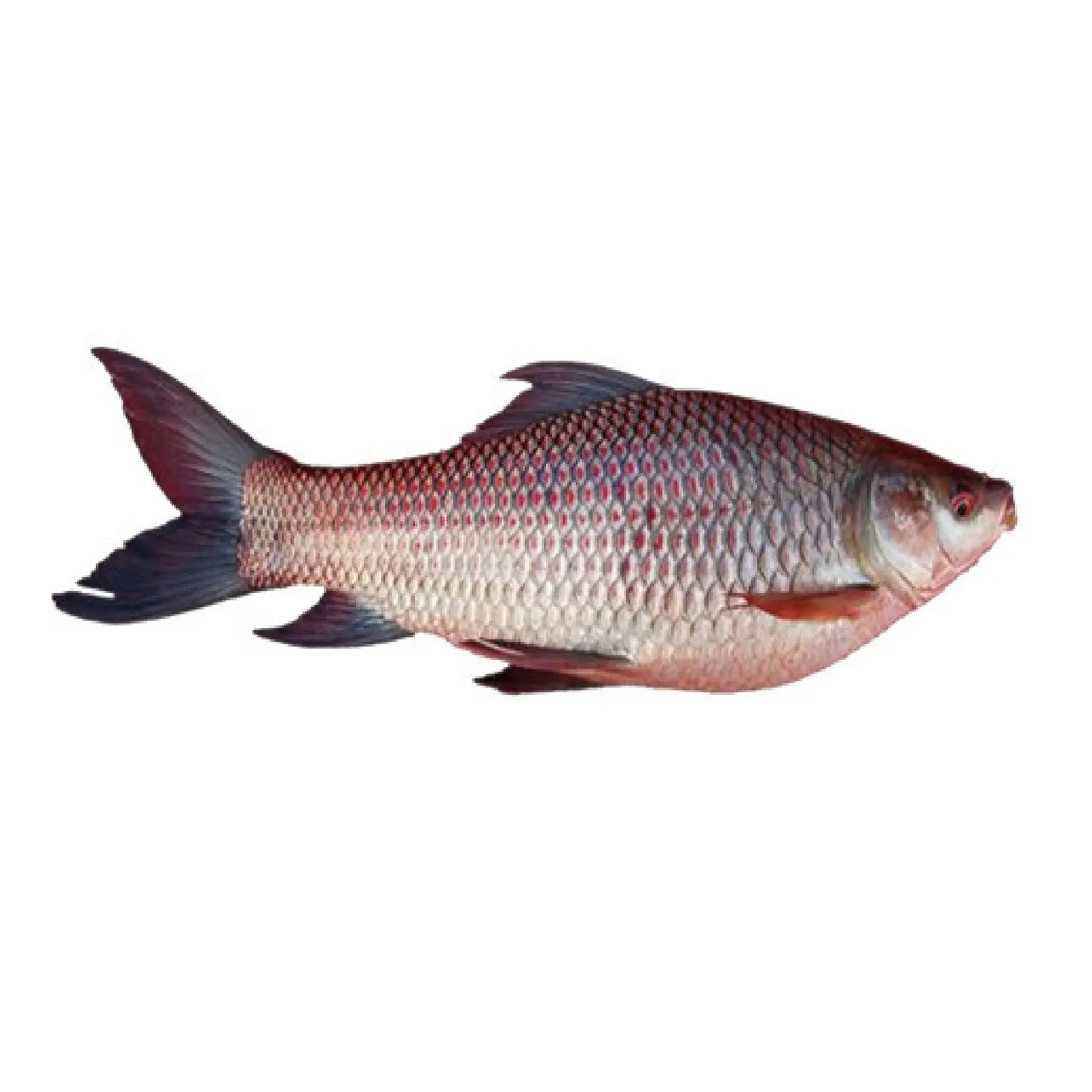 Gefrorener Fisch frisch ROHU FISH zum besten Preis