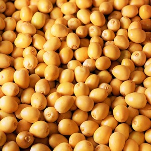 Dátiles Barhi frescos cosechados en la madurez perfecta, dátiles Barhi empaquetados para pedidos de compra al por mayor y al por mayor - Product Image 6