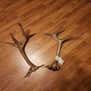 สารสกัดจากกระดูกเขากวางกำมะหยี่สำหรับส่งออก  เขากวางแดงแข็งทั้งชิ้นสำหรับใช้ในเครื่องสำอาง  เชียงใหม่ ประเทศไทย - Product Image 1