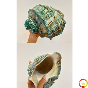 Conchas marinas artesanales, conchas marinas pulidas naturales para decoración de interiores, accesorios de boda en la playa de Vietnam - Product Image 4