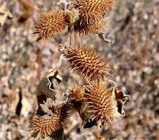 Fruta de Xanthium Seca Natural para Té de Hierbas, Bebidas Saludables y Formulaciones de Bebidas Botánicas Funcionales - Product Image 3