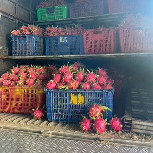 Fresh Dragon Fruit Vietnam Export Quality <b>White</b> Flesh And Red Flesh Available Long <b>Shelf</b> Life Packing 4kg 9kg Carton Box - Product Image 1