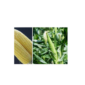 ข้าวโพดสีเหลือง/ข้าวโพดเลี้ยงสัตว์/ข้าวโพดสีเหลืองสำหรับอาหารสัตว์ปีก - Product Image 1