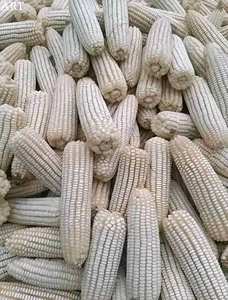 Mayorista Maíz Amarillo Proteína de Alimentación de Alta Calidad 18 para Ganado Cerdo Perro 40kg PP Bolsa - Product Image 2