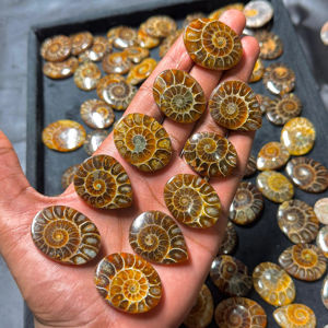 AAA Grade Natural Ammonite Cabochon Flatback Handmade Polished Green Gemstone Lot for Jewelry Making and <b>Craft</b> - Product Image 1