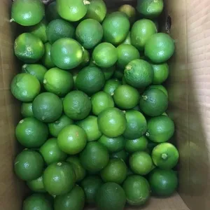 Penjual terbaik buah untuk musim panas-LEMON hijau segar/Limau