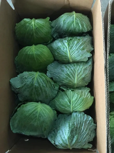 Col redonda orgánica de primera calidad, sin OMG, suministro a granel recién cultivado para exportación, mayoristas en todo el mundo - Product Image 4