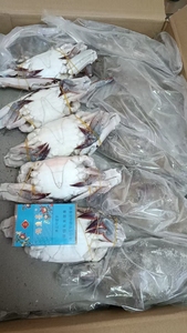 Vente directe usine – Diverses spécialités <span class=keywords><strong>de</strong></span> fruits <span class=keywords><strong>de</strong></span> mer : <span class=keywords><strong>Crabe</strong></span> <span class=keywords><strong>de</strong></span> mer congelé (Portunus Trituberculatus) – Processus BQF – Viande <span class=keywords><strong>de</strong></span> <span class=keywords><strong>crabe</strong></span> mâle entière ou coupée en deux - Product Image 5