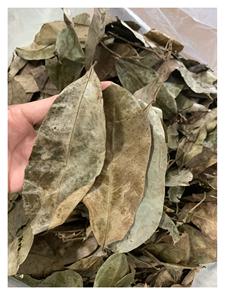 Fournisseur Soursop Leaves Feuilles Séchées Du Vietnam-Feuille De Soursop Séchée De Qualité Supérieure Au Meilleur Prix - Product Image 3