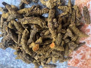 ขมิ้นอบแห้งขมิ้นนิ้วมือ - Product Image 4