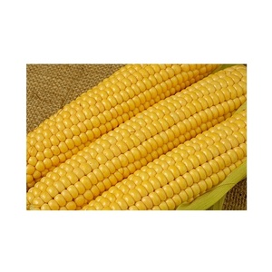 ข้าวโพดหวานสีเหลืองอบแห้งข้าวโพดสีเหลืองขาย - Product Image 3