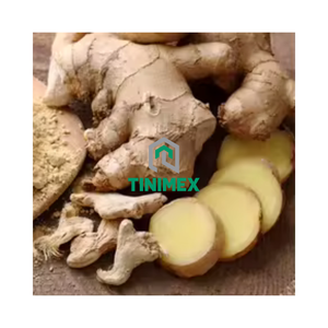 Produit vietnamien en gros Gingembre frais d'éléphant/Gember/Jengibre - Qualité exceptionnelle - Product Image 1