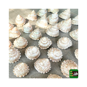 Coquillages Turbo Burgess de haute qualité pour la décoration/origine du Vietnam, tailles et conceptions assorties, artisanat standard d'exportation - Product Image 6