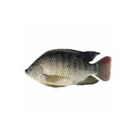 Nouveau stock de maquereau de mer congelé de qualité supérieure Tilapia Thon et saumon prêts pour l'exportation