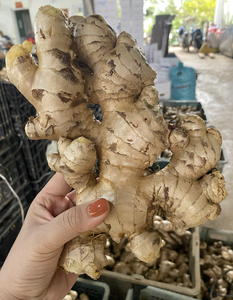 ขิงสดจากเวียดนามแท้เหง้าธรรมชาติสำหรับการเตรียมอาหารผัดแกงกะหรี่หมักเครื่องดื่มและซอส - Product Image 4