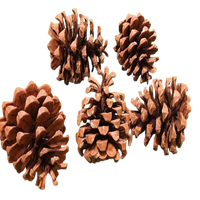 Pinecone dekorasi Natal alami dalam Grosir harga Pinecone untuk kamar dan pesta dekorasi alami kering pinecone