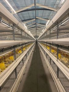 Hot Sale Zhongnuo ZN3-96 3-Tier Type 4-Accurate Iron Steel <b>Chicken</b> Layer Type <b>Cage</b> Long Service Life New Condition Poultry - Product Image 5