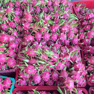 FRUTA DE DRAGÓN FRESCO, TECHMIFOOD ES EL EMBLEMA DE LOS MERCADOS GLOBALES - Product Image 1