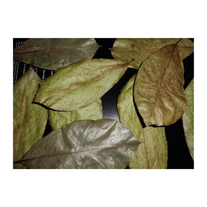 Feuilles de corossol/feuilles de Graviola séchées-produit de bonne qualité et de meilleur prix du Vietnam pour l'exportation - Product Image 6