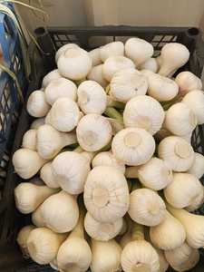 กระเทียมทั้งหัวพรีเมียม 100% ธรรมชาติ สดใหม่ คุณภาพสูง สำหรับส่งออก บรรจุภัณฑ์ตามสั่ง ยี่ห้ออัล นาดา อียิปต์ อายุการเก็บรักษา 6-9 เดือน ปริมาณ 10 ตัน - Product Image 3