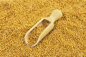 Semillas de mostaza amarilla de primera calidad, variedad bold, limpiadas por sorteo, naturales, enteras, ideales para uso culinario, condimento y a granel. - Product Image 3