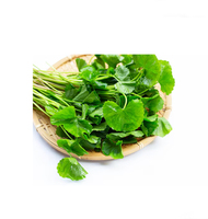 Poudre d'extrait d'herbe de Gotukola Herbojit International, 100% pure et naturelle, fabriquée en Inde, de qualité supérieure, poudre végétale à base de plantes fines
