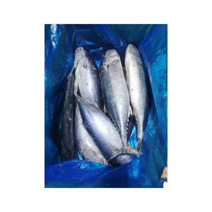 Vente en gros de cartons en vrac de bonite à rayures congelés de qualité exportée prêts à l'expédition - Product Image 2