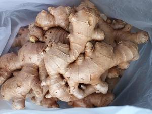 Jengibre fresco con rico aceite esencial y raíces firmes, ideal para empaquetar en bolsas de malla o cartones para exportación y mercados mayoristas. - Product Image 2