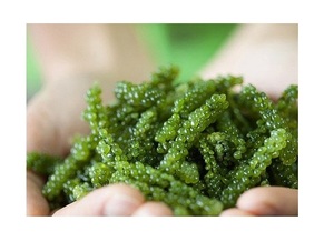 Uvas de mar deshidratadas Sabor delicioso de alta calidad 100% Uvas de mar artesanales salvajes Higiene alimentaria y seguridad Embalaje personalizado - Product Image 5