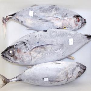 ปลาทูน่าสคิปแจ็คสดจากขั้วโลกและเชือก100% ที่จับได้อย่างยั่งยืน - Product Image 5