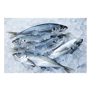 ปลาทูม้าแอตแลนติกแบบพรีเมี่ยม - Product Image 6