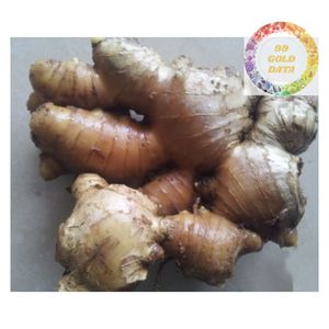 JENGIBRE NATURAL FRESCO RAÍZ VIETNAM JENGIBRE AMARILLO ORGÁNICO PARA LA EXPORTACIÓN DE CALIDAD LIMPIA Y PACENTE ENVÍO RÁPIDO DESDE VIETNAM - Product Image 2
