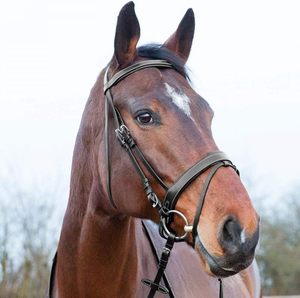 "Maniobras maestras: Bridas excepcionales de cuero de caballo Cuero y gracia: Bridas de caballo finamente ajustadas para cada paseo - Product Image 2