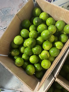 Citron vert/citron vert vietnamien frais de qualité supérieure, prix de gros le plus bas, qualité de citron vert au Vietnam, marché d'exportation compétitif - Product Image 6